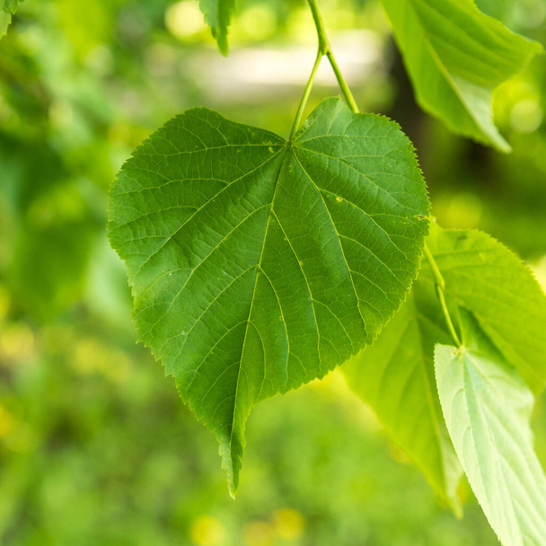 Přírodní rostlinné pozadí - velký zelený list zblízka - Fotografie, Obrázek
