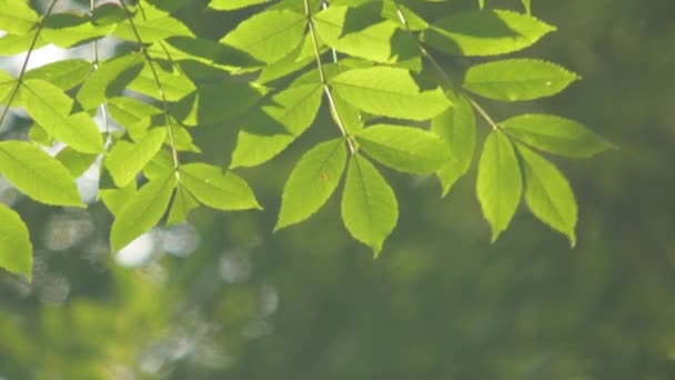деревья в летнем парке
 - Кадры, видео