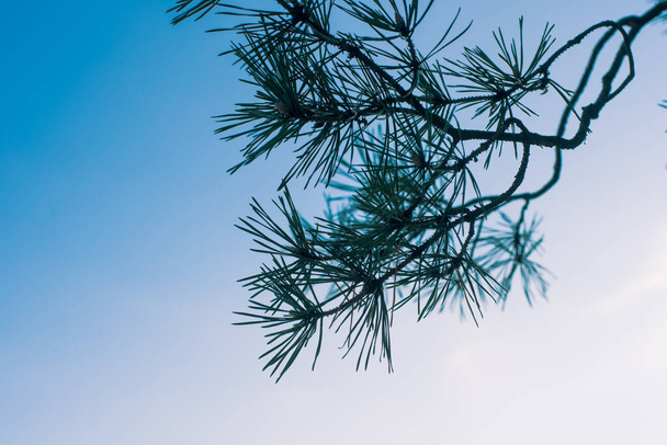 Japanse dennenboom close-up tak - selectieve focus - Foto, afbeelding