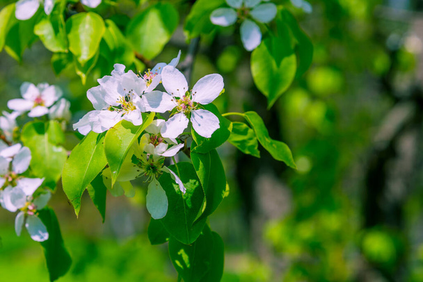 Beautiful delicate flowers blooming apple tree with green blurred background - template for greeting card - Fotografie, Obrázek