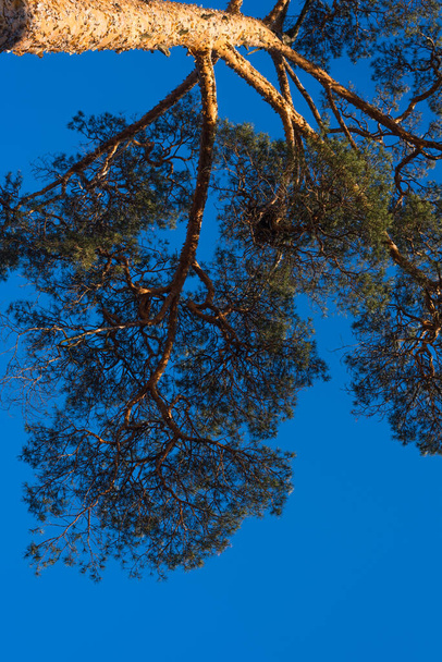 Japanilainen mänty sinisen taivaan taustalla - näkymä alhaalta
 - Valokuva, kuva