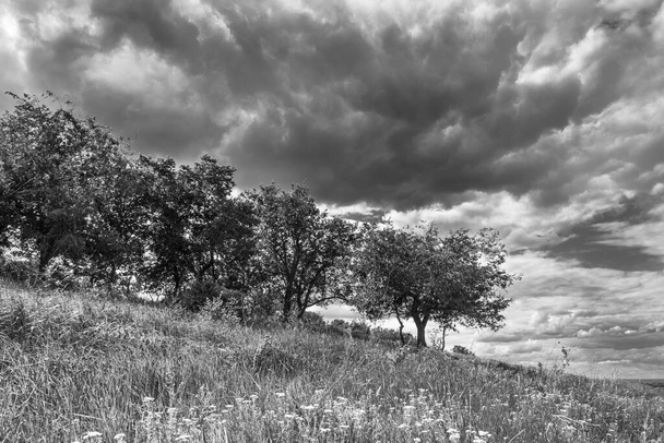Bomen op een heuvel in de achtergrond van donderwolken, zwart-wit landschap - Foto, afbeelding
