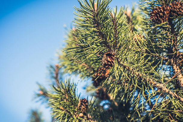 Rama de pino japonés con conos de primer plano - enfoque selectivo
 - Foto, Imagen