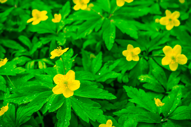 Piękny żółty las wiosenne kwiaty na zielonej polanie po deszczu - Zdjęcie, obraz