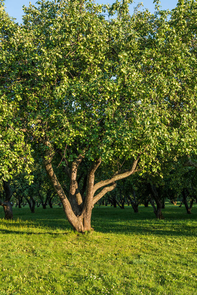Grand pommier dans le jardin par une journée ensoleillée
 - Photo, image