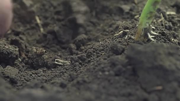 Férfi mezőgazdasági termelők kezei zöld palántákat ültetnek a talajba - Felvétel, videó