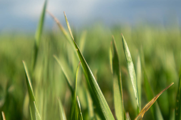 Brotes de hierba de maíz de trigo verde joven hoja de campo en primavera día soleado en el campo, la agricultura de cerca macro. Fondo desenfocado borroso
 - Foto, Imagen
