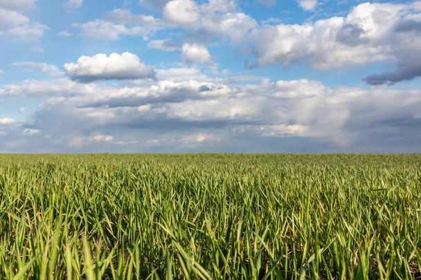 Młody zielony pszenica kukurydza trawa kiełki pole na wiosnę słoneczny dzień z chmury na wsi rolnictwo zbliżenie - Zdjęcie, obraz