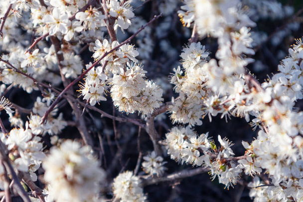 Blackthorn tender white light spring flowers bloom with dark contrast bokeh blurred background. Sunny light natural blossom macro close-up foliage wallpaper - Photo, Image