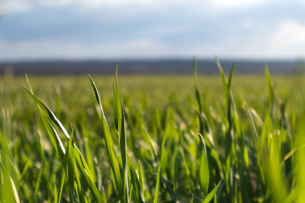 春の晴れた日には若い緑の小麦のトウモロコシの草が田園地帯を芽を出し、地方農業の雲が近づく - 写真・画像