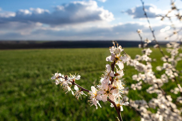 Tender white light spring flowers bloom with green field and cloudy sky horizon bokeh blurred background. Sunny light natural blossom macro foliage - Photo, Image