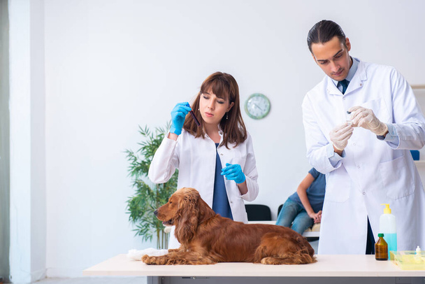 診療所でゴールデンレトリバー犬を調べるvet医師 - 写真・画像