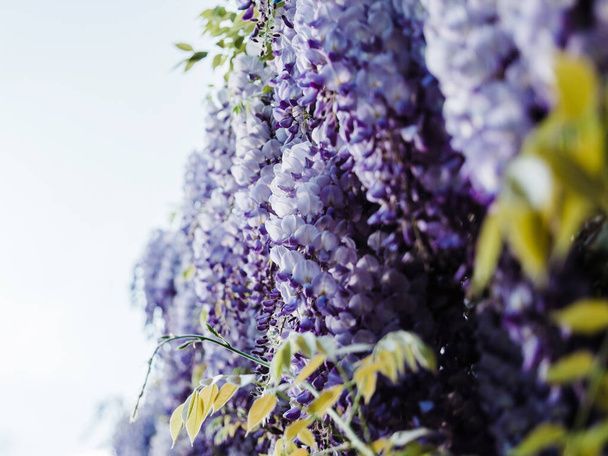 Majestic Wisteria viinirypäleet kasvi kukkivat aikaisin keväällä
 - Valokuva, kuva
