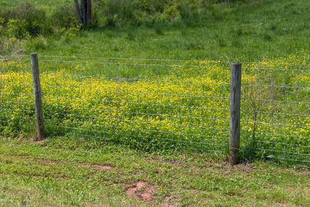 Огорожа, що відокремлює різану траву від пишної трави з квітами, трава завжди зеленіша, горизонтальний аспект
 - Фото, зображення
