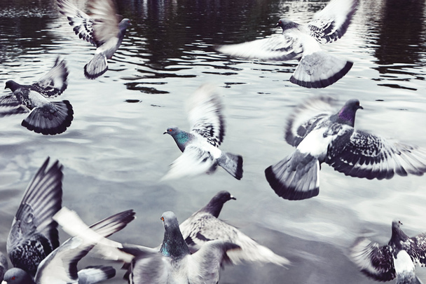 zwerm duiven verstrooiing - Foto, afbeelding