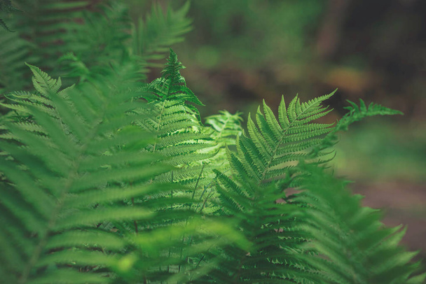 fern in the forest - Φωτογραφία, εικόνα