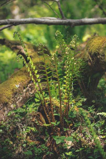 fern in the forest - 写真・画像