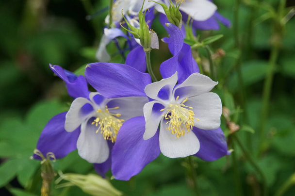 Schöne Colorado Blue Columbine Blumen blühen im Frühling - Foto, Bild