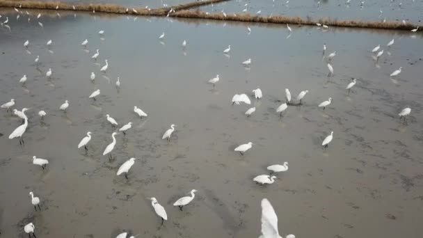 Λευκό πουλί egret αλιείας στη λάσπη στο Bukit Mertajam - Πλάνα, βίντεο