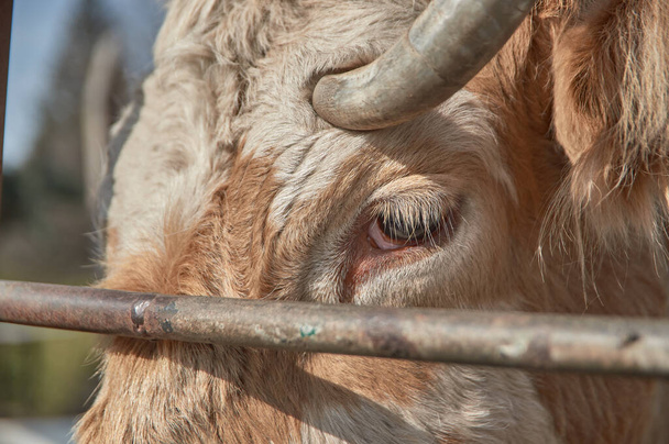 Zbliżenie krowiego oka wypasanego na farmie - Zdjęcie, obraz
