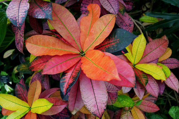 Barevné listy rostliny Croton - Fotografie, Obrázek