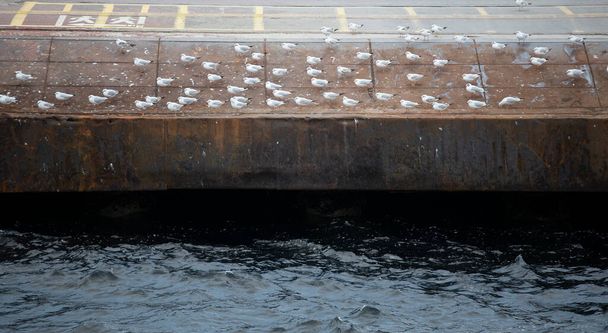 El rebaño de gaviotas es fotografiado en el suelo desde el borde de la playa. Fotografiado desde el frente
. - Foto, imagen