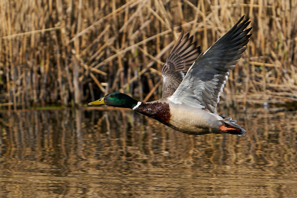 Mallard in flight with vegetation in the background - Photo, Image
