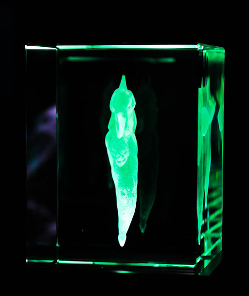 simple organisms carved in a 3D crystal.  glass engraving depicting simple organisms. - Photo, Image