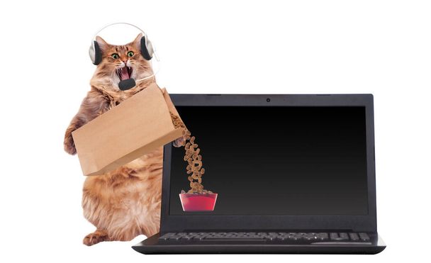 The big shaggy cat is very funny standing.laptop. - Foto, Imagen