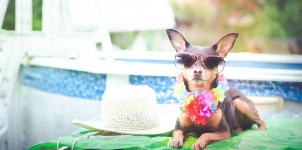 pes v květinovém náhrdelníku opalování u bazénu, letní dovolená téma - Fotografie, Obrázek