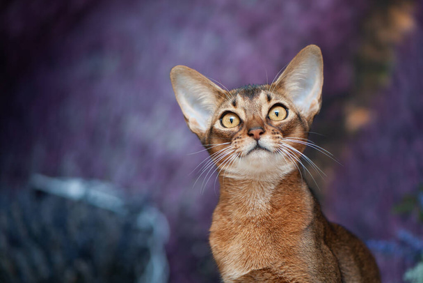 Πολύ όμορφη γάτα Αβησσυνίας, γατάκι στο παρασκήνιο ενός τομέα λεβάντα, closeup πορτρέτο - Φωτογραφία, εικόνα