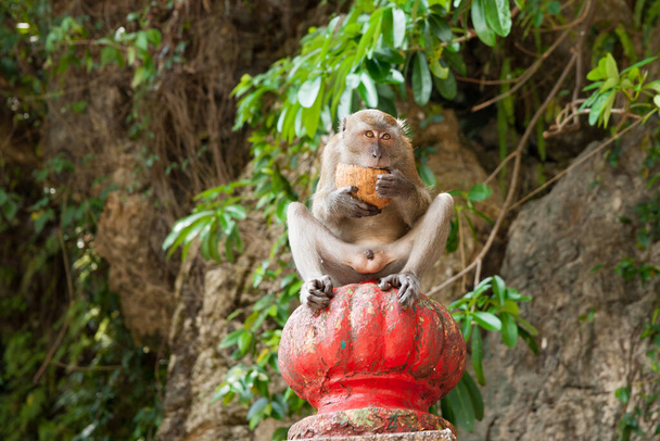 Macaco de cola larga sosteniendo y abriendo cocnut y comiendo mientras mira hacia adelante
. - Foto, imagen