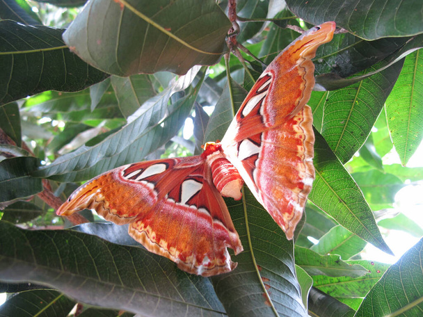 Kupu Gajah oder Attacus Atlas, Brauner Schmetterling auf Bäumen, seltene Tiere in Asien - Foto, Bild