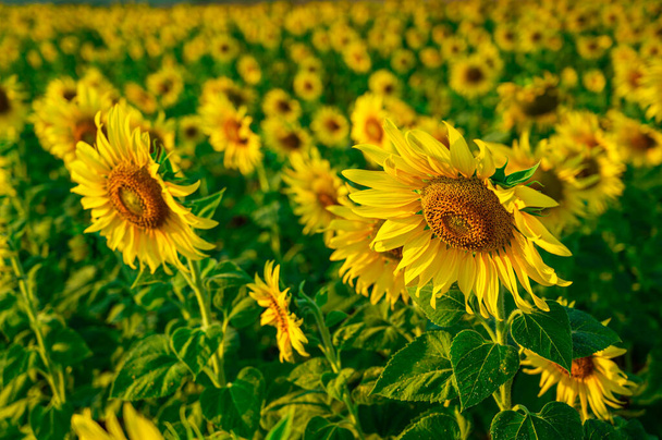 blooming sunflower in field. ready for crop. agricultural field. - Photo, Image