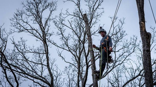 ロープからぶら下がって木を切るチェーンソーとヘルメットを持つ労働者 - 写真・画像