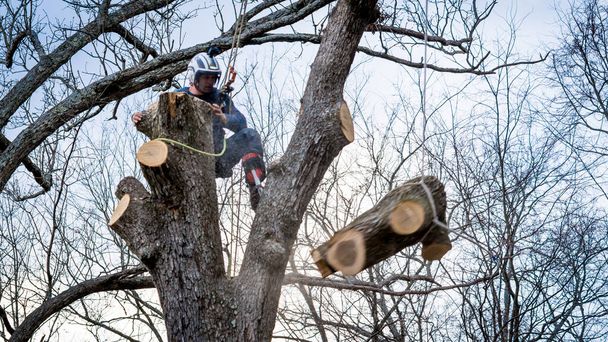Εργαζόμενος με αλυσοπρίονο και κράνος κρεμασμένο από σχοινί και κομμένο δέντρο - Φωτογραφία, εικόνα