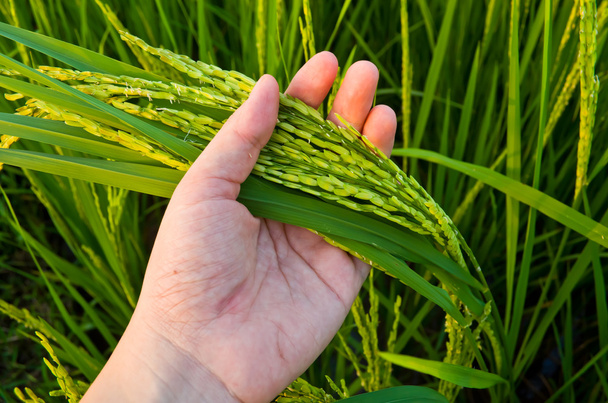 Рисовая стелька
 - Фото, изображение