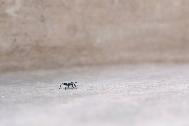 Tarantulas on lykosidiperheen suurin hämähäkki (Lycosidae), erityisesti Lycosa-suvun jäsenet, kuten Lycosa tarantula - Valokuva, kuva