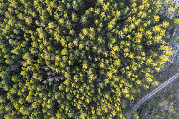 Pohled shora z lesa - Fotografie, Obrázek