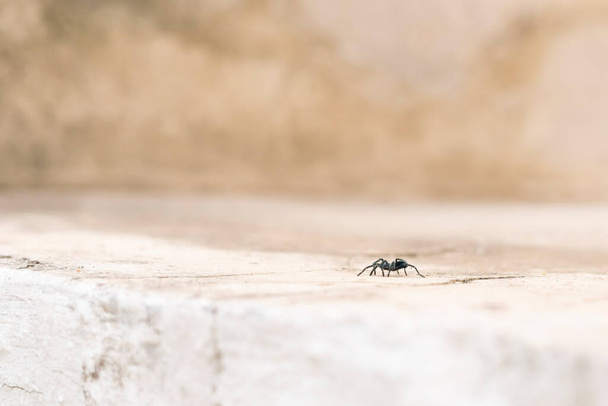 Тарантули є найбільшими павуками родини лікозидів (Lycosidae), особливо представників роду Лікоса, таких як Lycosa tarantula. - Фото, зображення