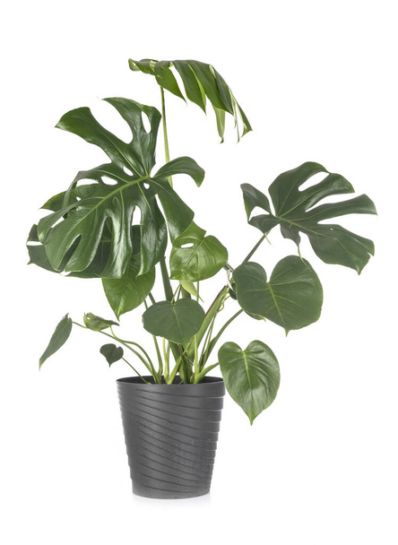 beautiful Monstera in front of white background - Photo, Image