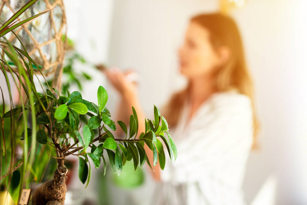 young woman taking care of the house plants, gardening. Home activity for beautiful young woman holding a bonsai in her hands near a bright window - Foto, Bild