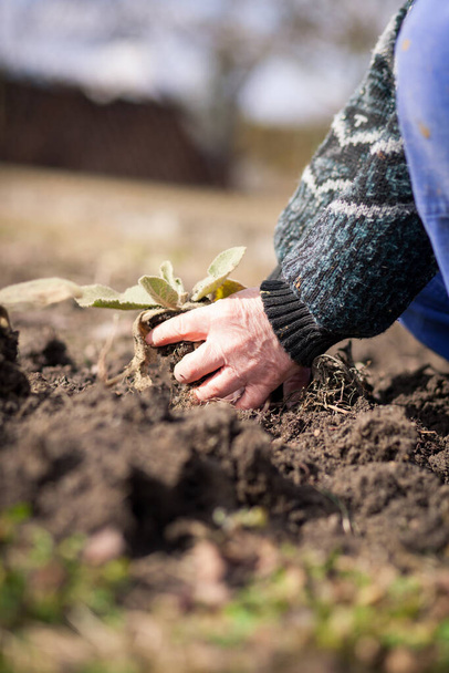 Mãos de homem sênior trabalhando em seu enorme jardim, preparando o solo para o plantio, conceito de jardinagem
 - Foto, Imagem