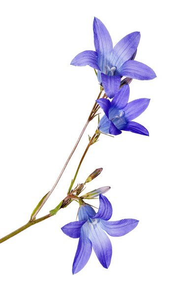 izole mavi yayılan bellflower - Fotoğraf, Görsel