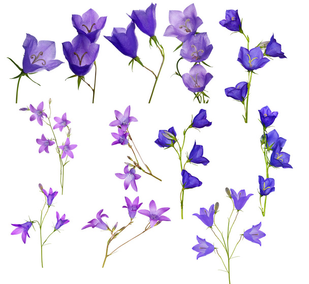 grote set van Campanula bloemen geÃ ¯ soleerd op wit - Foto, afbeelding