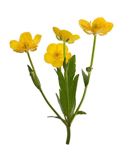 four yellow buttercup flowers - Photo, Image