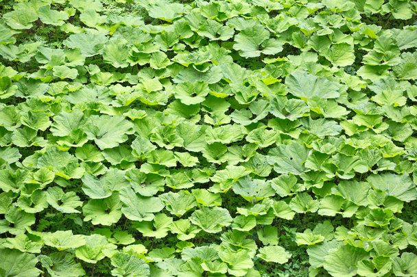 фон з великої кількості листя лопуха
 - Фото, зображення