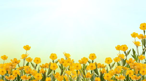 yellow buttercup field under sun - Photo, Image