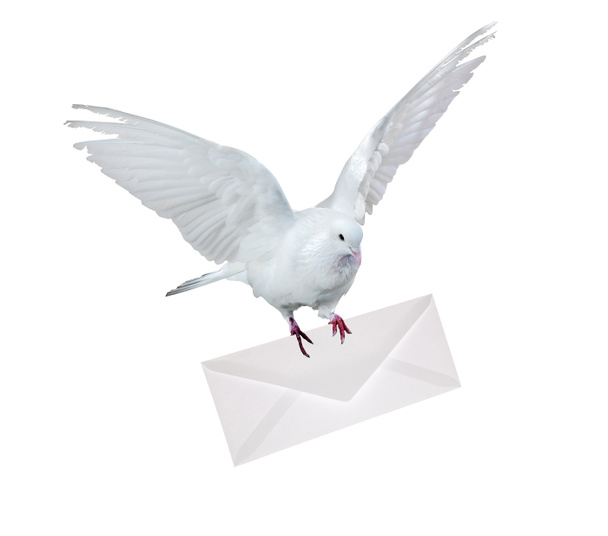 白で隔離される封筒を運ぶ鳩 - 写真・画像