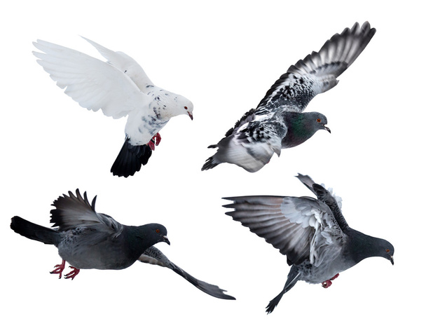 collection of four isolated flying doves - Fotó, kép